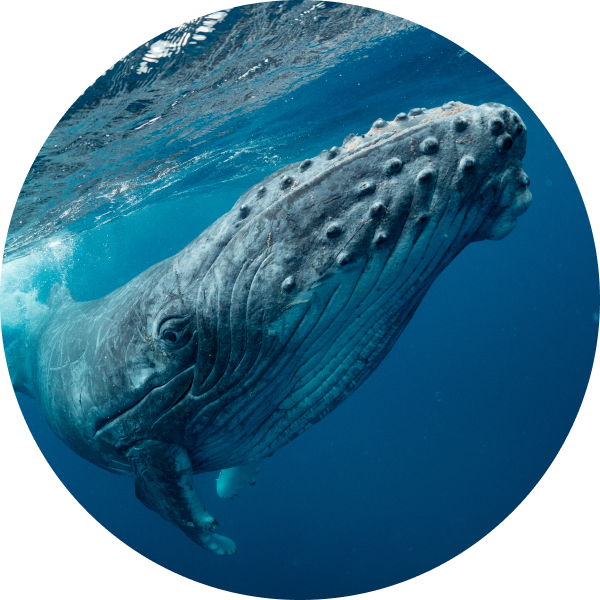 座頭鯨 Humpback Whale